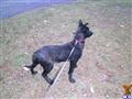 Dutch Shepherd